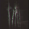 shadowcreeper